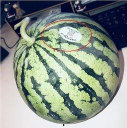 所有网红吃瓜视频,揭秘娱乐圈幕后真相